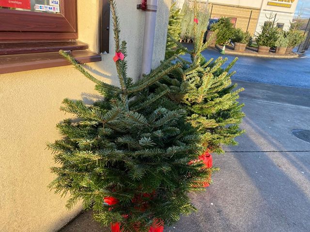 6ft Potted/Rooted Nordmann Fir Tree