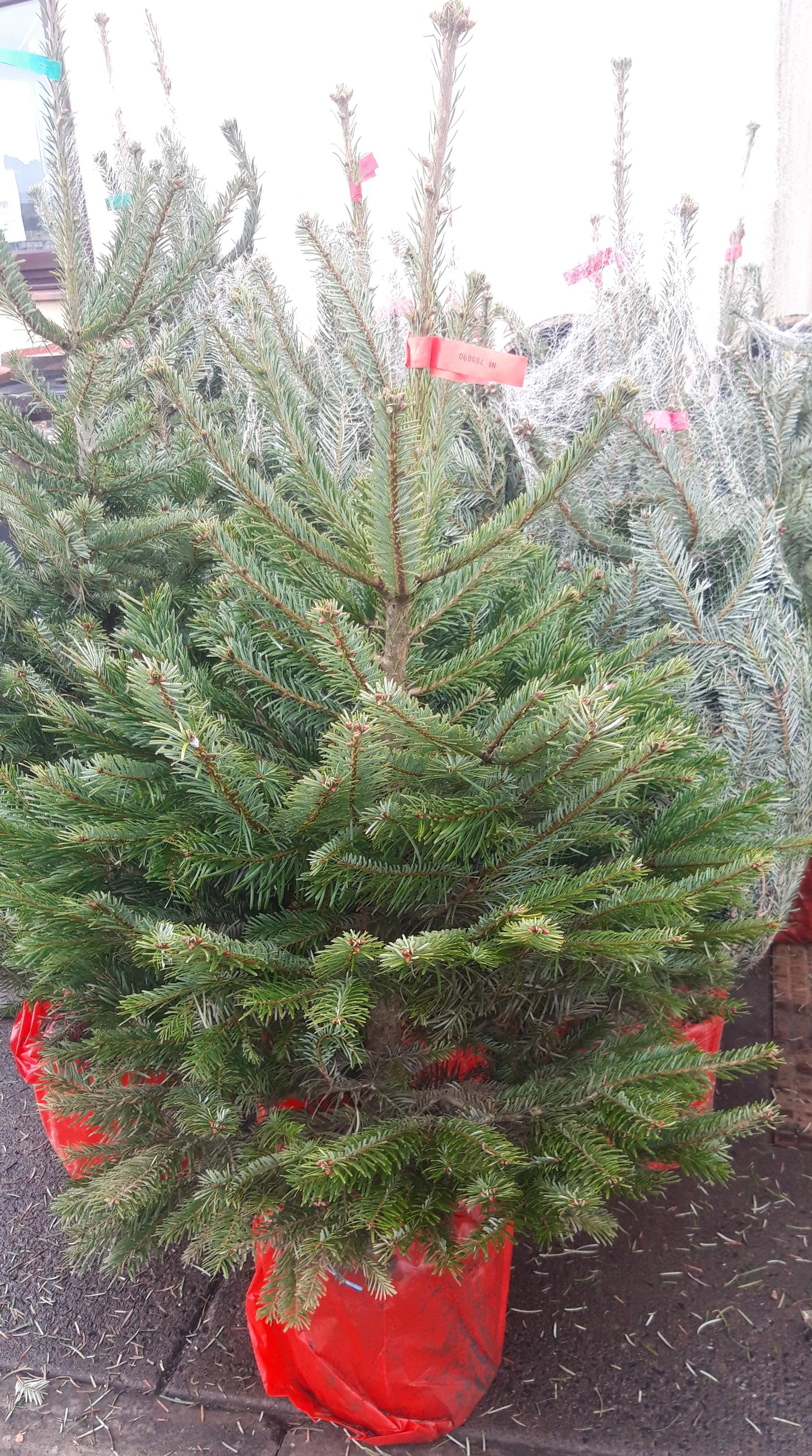 4ft Potted/Rooted Nordmann Fir Tree