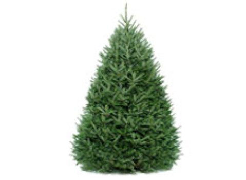4ft Fraser Fir