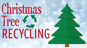 Small Tree Recycling Collection service (7ft and below)