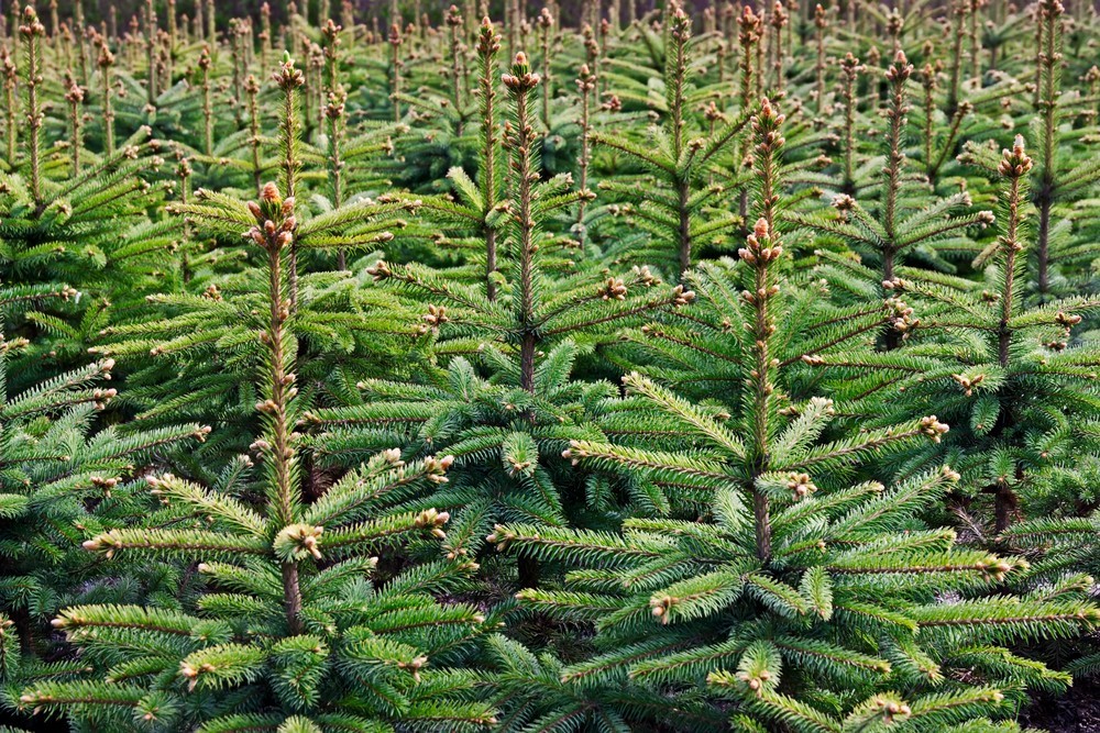            10ft/11ft Fraser Fir